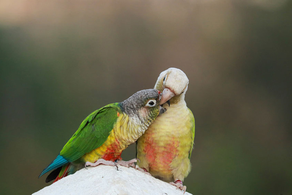 Minden papagájfaj más és más, ezért az aktívan dolgozó tenyésztők jelentős részének tudása is fajspecifikus és csak az alapokra terjedhet ki.